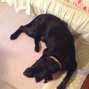Meet your Posher, Morgan